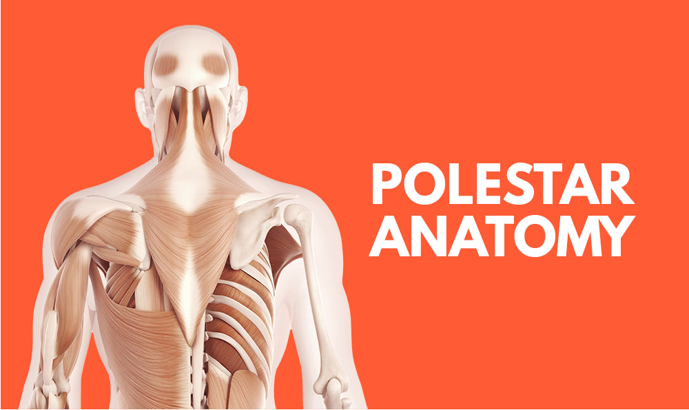 Polestar Anatomy