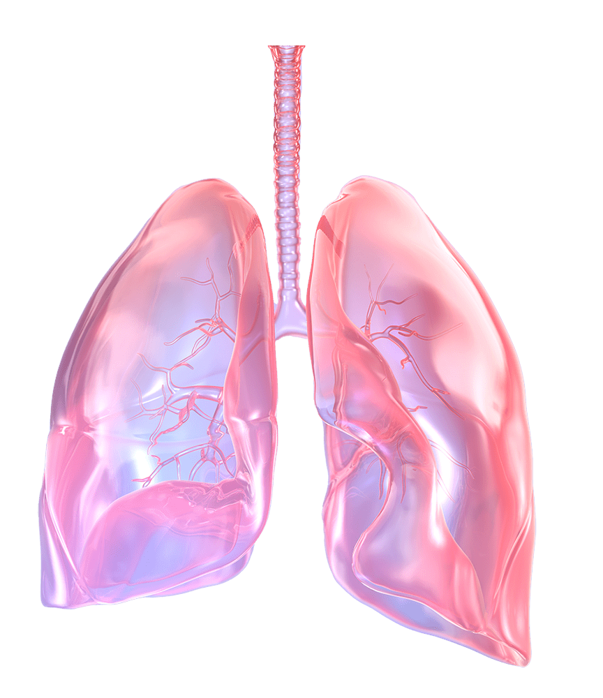 3D rendering of lungs